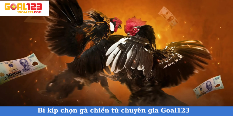 Bí kíp chọn gà chiến từ chuyên gia Goal123